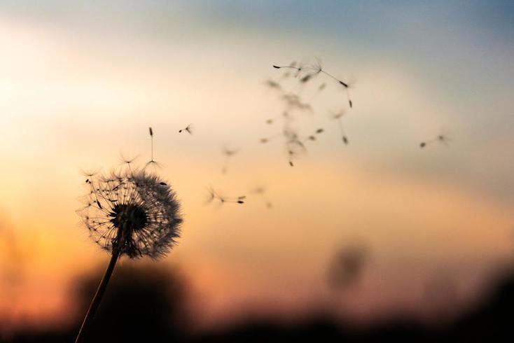 dandilion_blowing_in_the_wind_could_mean_allergies_or_hearing_loss