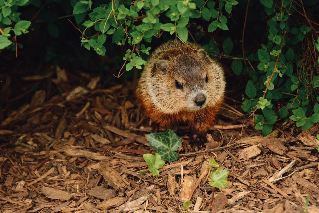 brown-groundhog-on-mulch-underneath-bushes-in-punxsutawney-pa