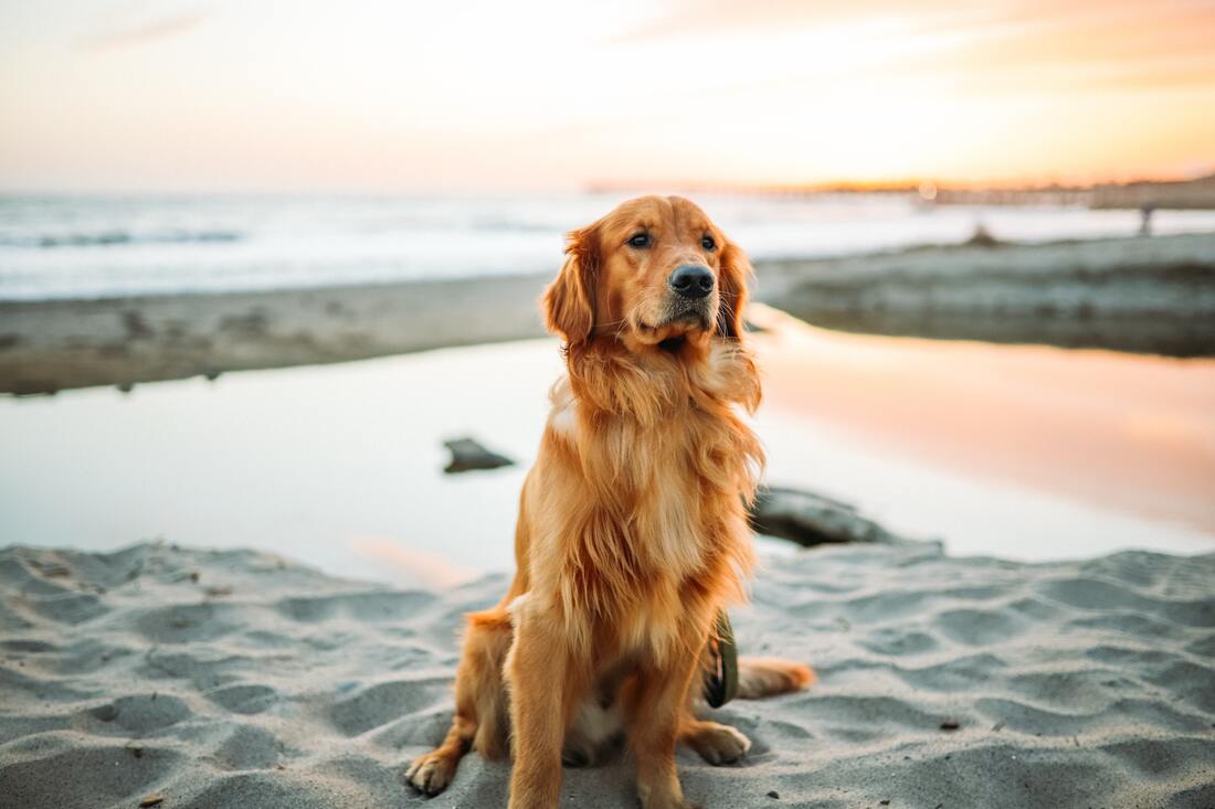 A Golden Retriever with hearing loss sits on a sandy beach by the ocean.
