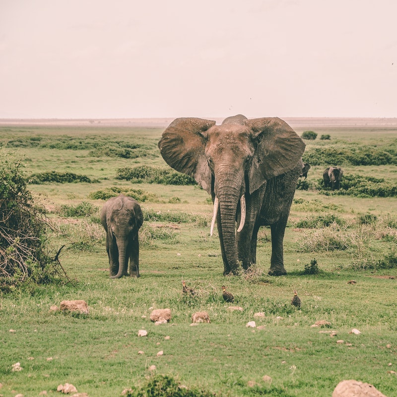 elephants_and_listening