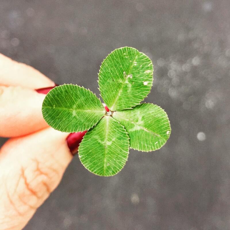 A woman with painted red nails holds a four-leaf clover.