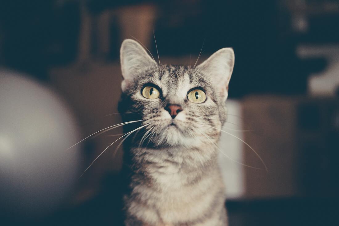 A grey cat hears a sound and looks up.