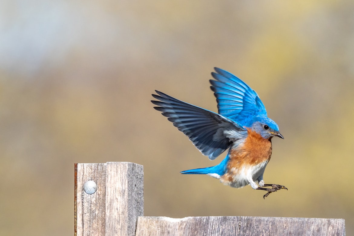 hearing facts about blue bird in flight landing on wooden post in lancaster county
