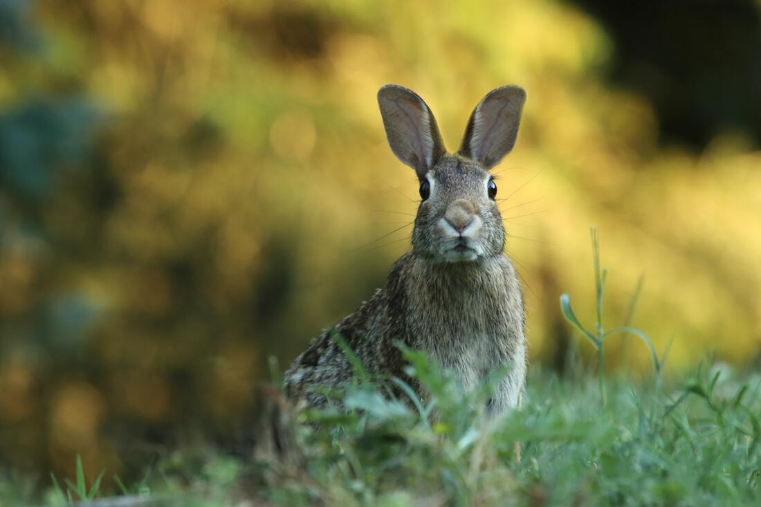 long eared rabbit listens and sits in green grass in lititz