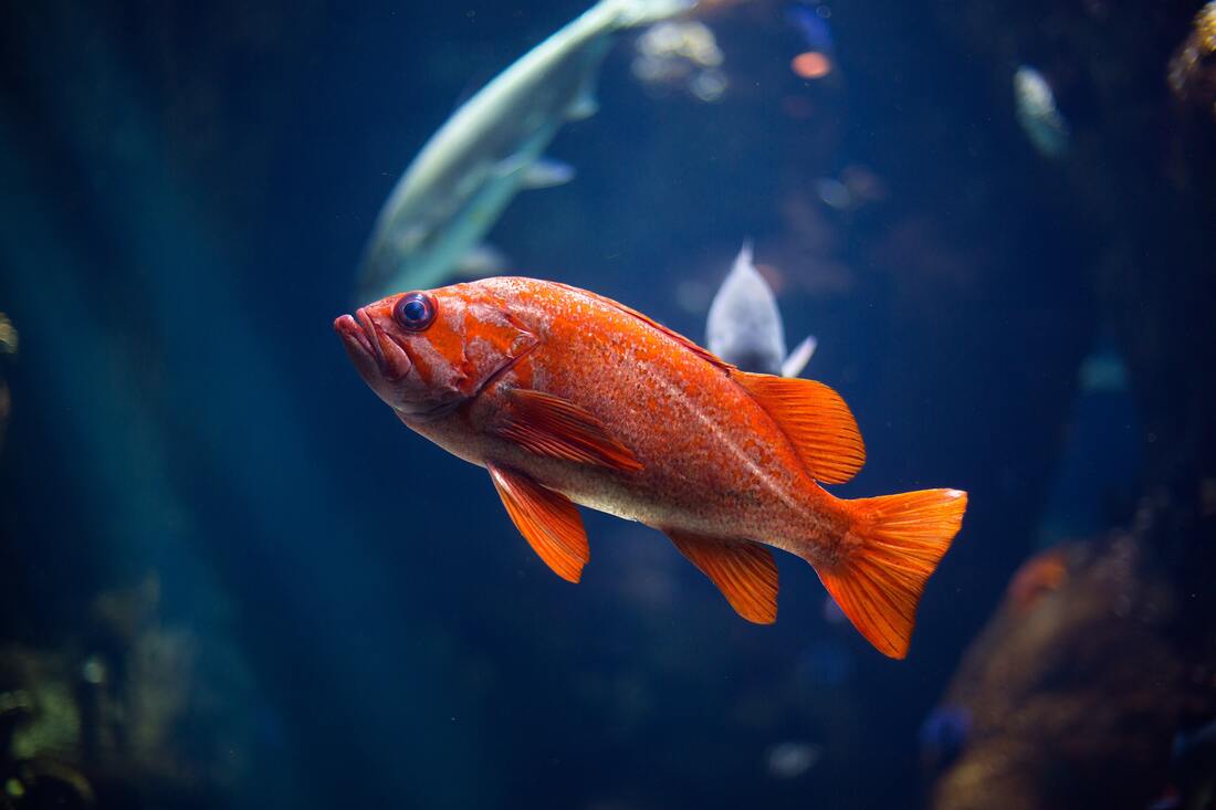 orange-goldfish-swims-in-fish-tank