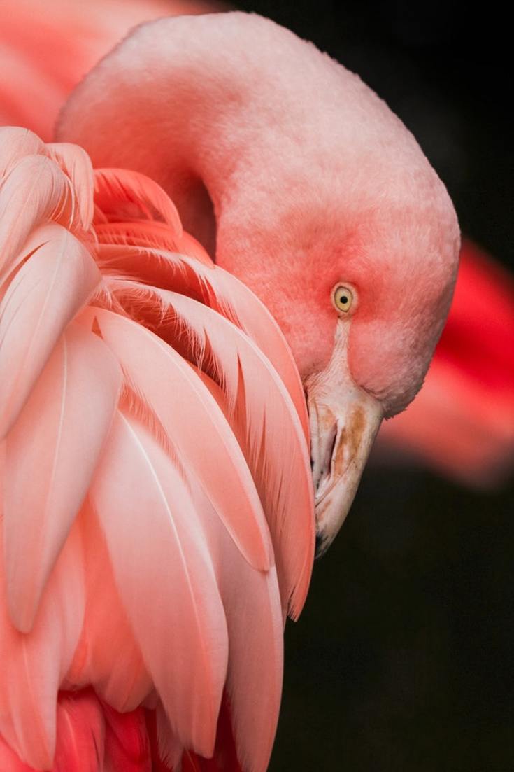 the_flamingo_and_its_amazing_hearing_abilities